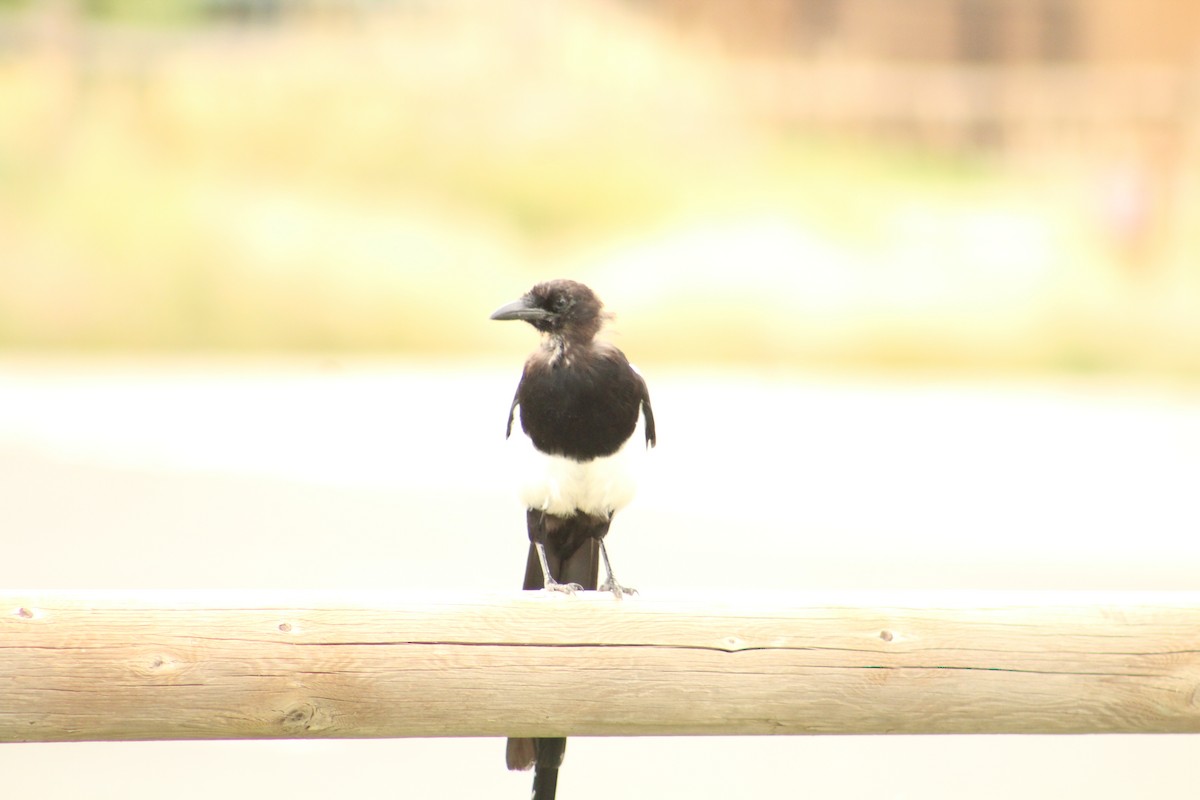 Black-billed Magpie - ML646370232