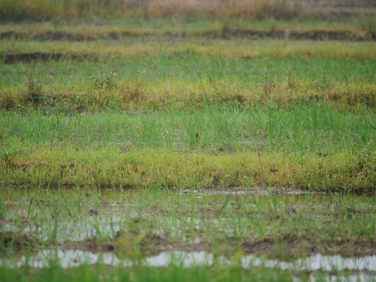 Greater Painted-Snipe - ML646370233