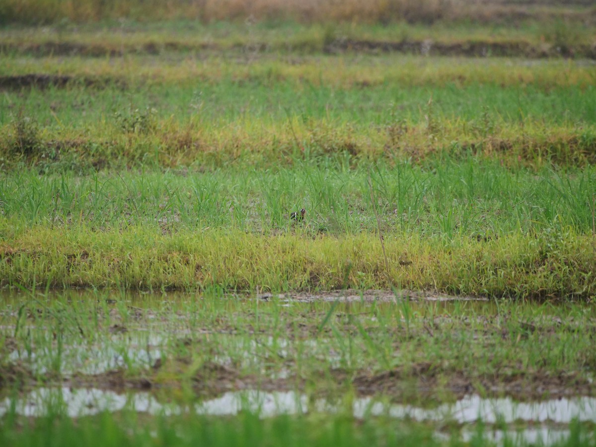 Greater Painted-Snipe - ML646370234