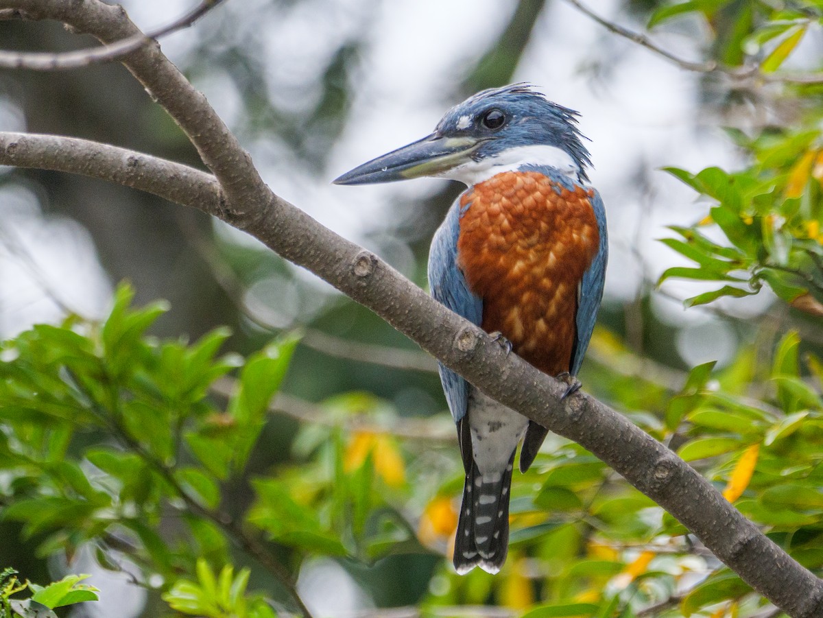 Ringed Kingfisher - ML646370235