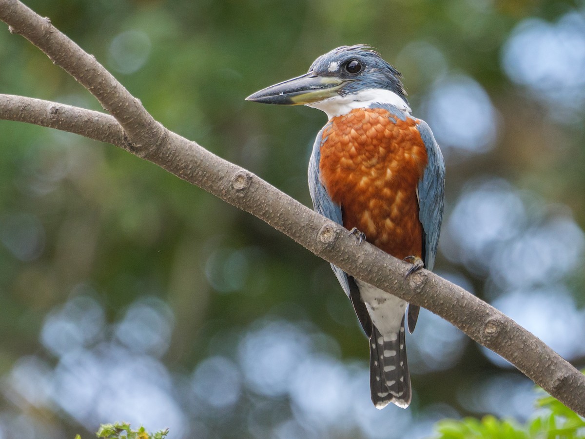 Ringed Kingfisher - ML646370236