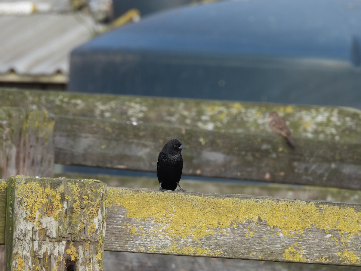 Tricolored Blackbird - ML646370241