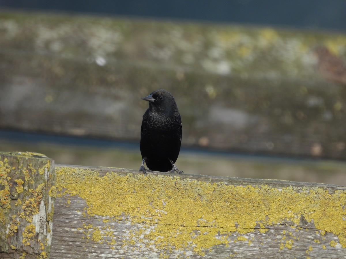 Tricolored Blackbird - ML646370242