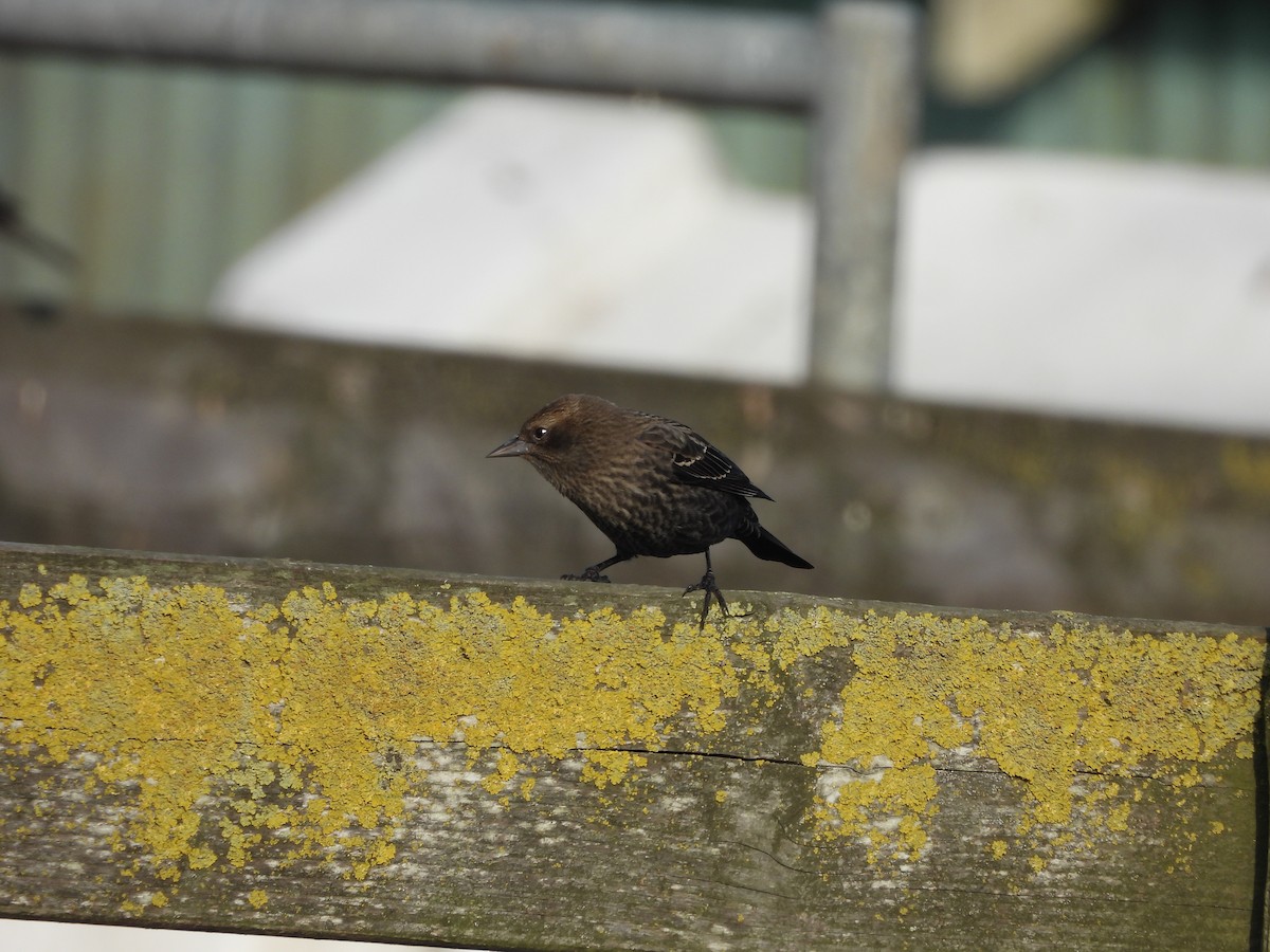 Tricolored Blackbird - ML646370243