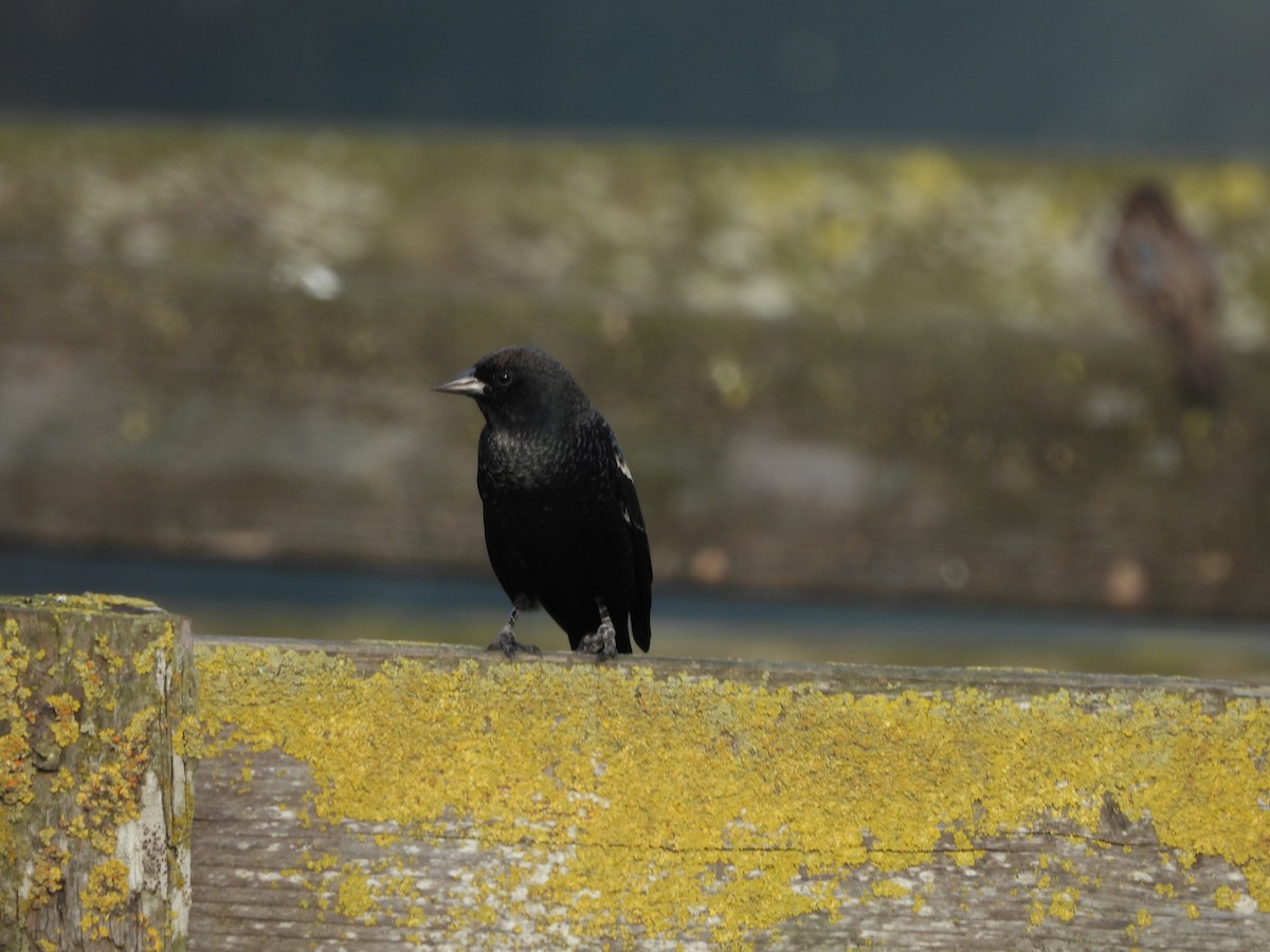Tricolored Blackbird - ML646370244