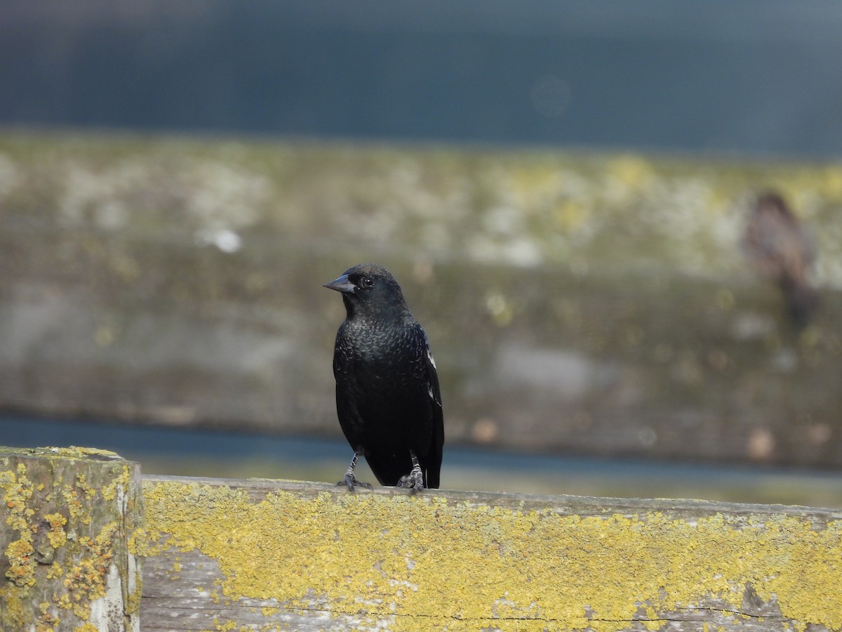 Tricolored Blackbird - ML646370245
