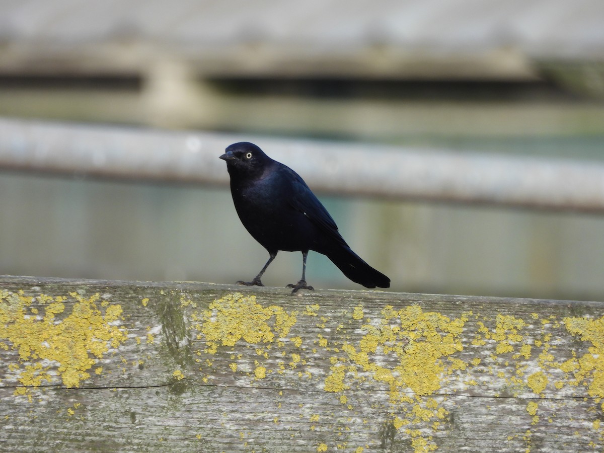Brewer's Blackbird - ML646370255