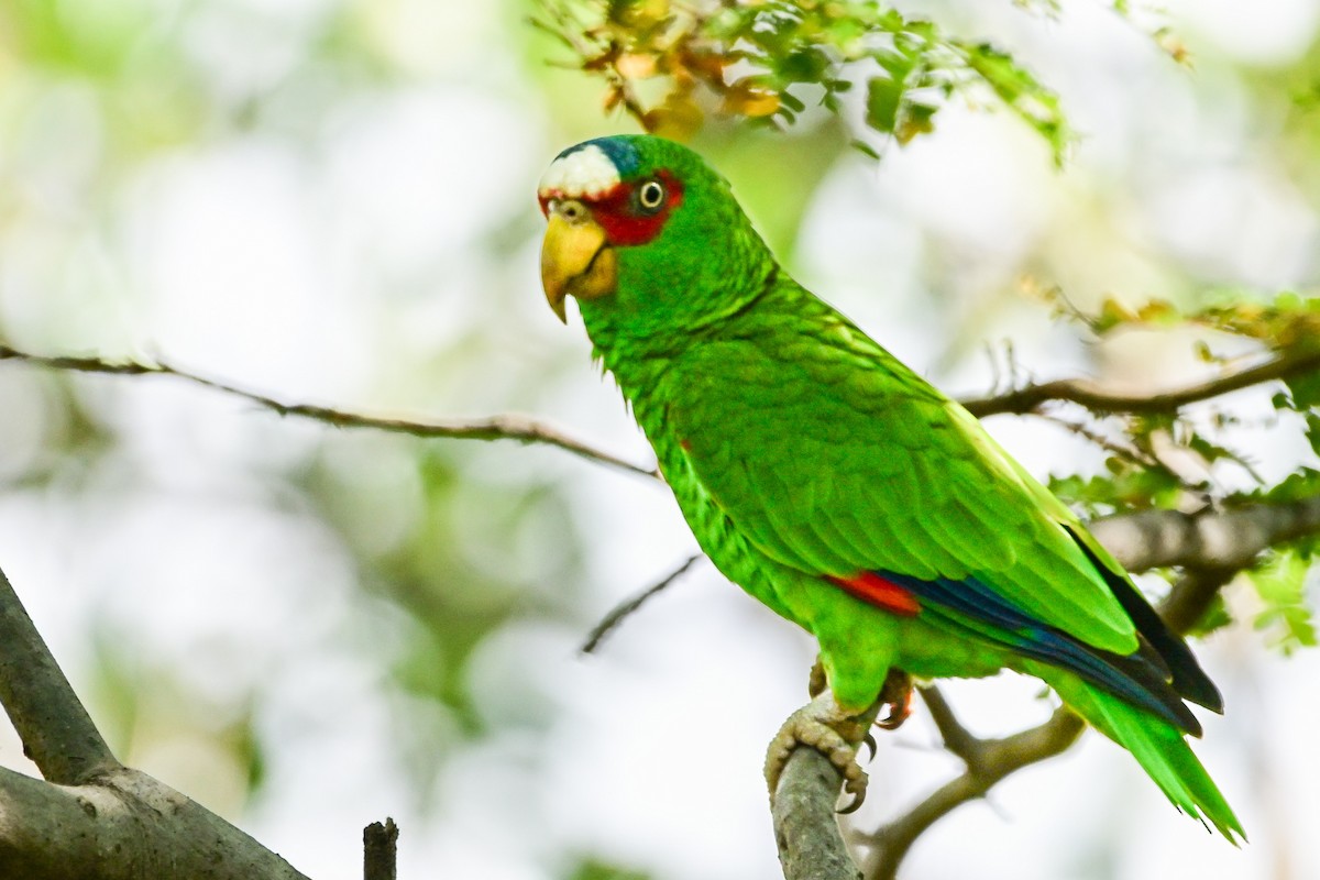 コボウシインコ - ML646370259