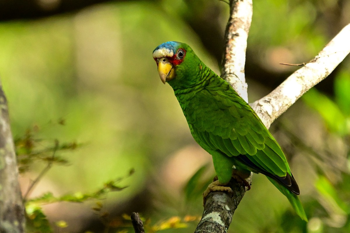 コボウシインコ - ML646370260