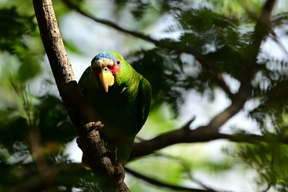 コボウシインコ - ML646370261