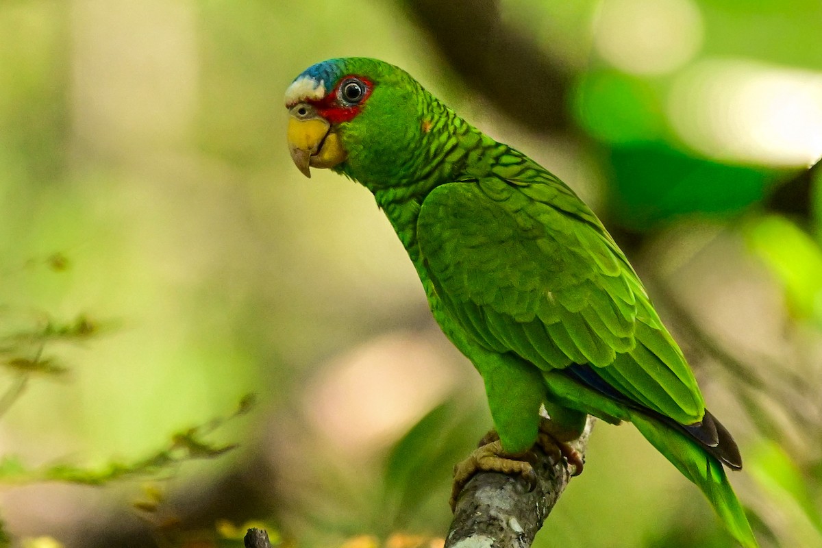 コボウシインコ - ML646370262