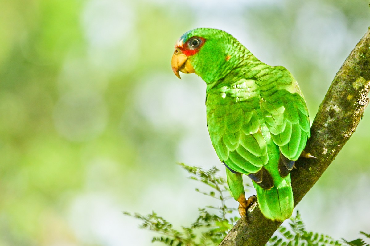 コボウシインコ - ML646370263