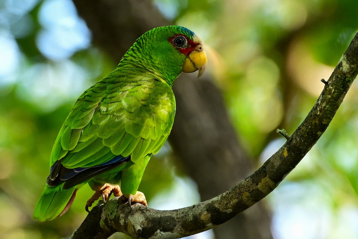 コボウシインコ - ML646370264