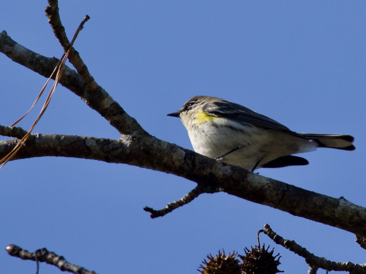 Yellow-rumped Warbler - ML646370265