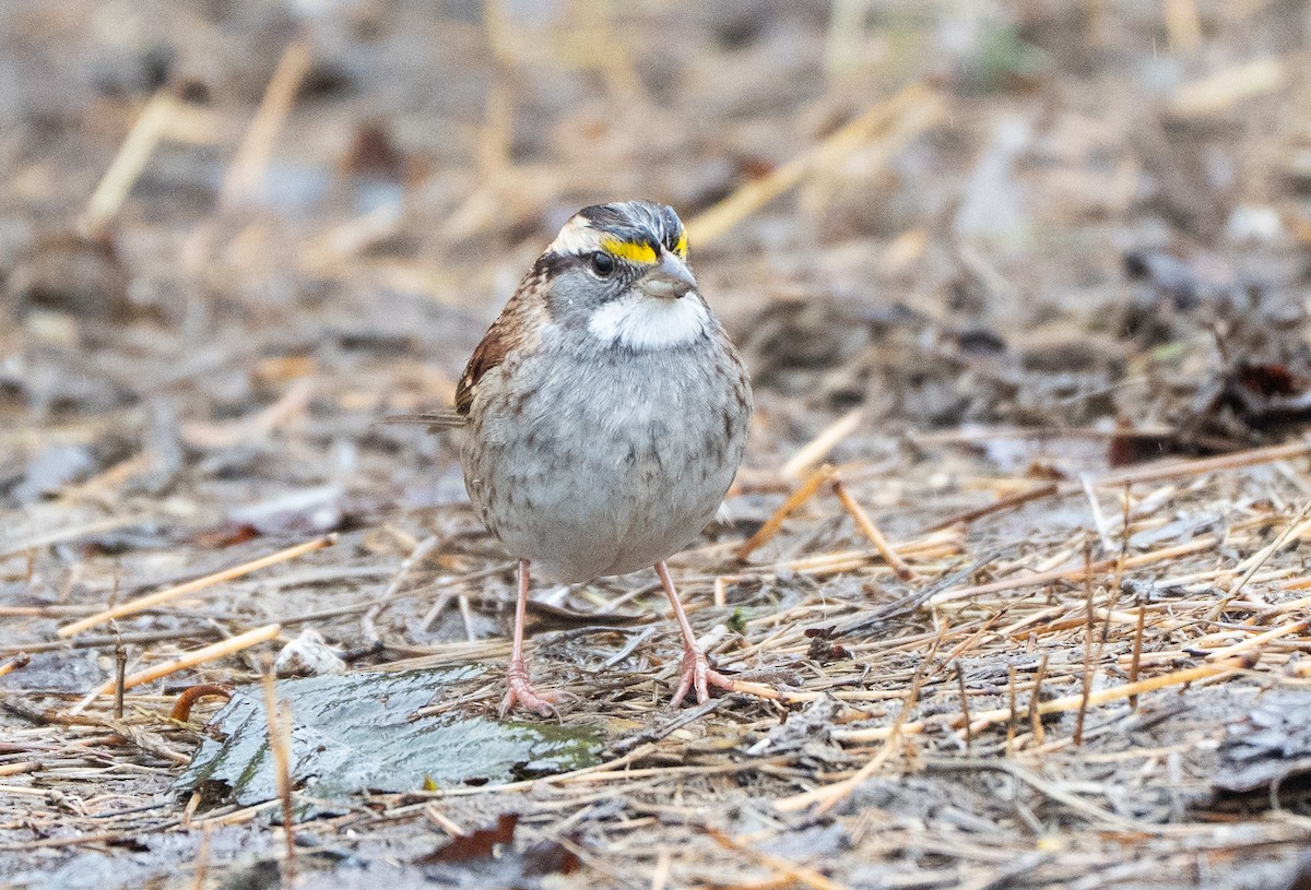 גיבתונית לבנת-גרון - ML646370267
