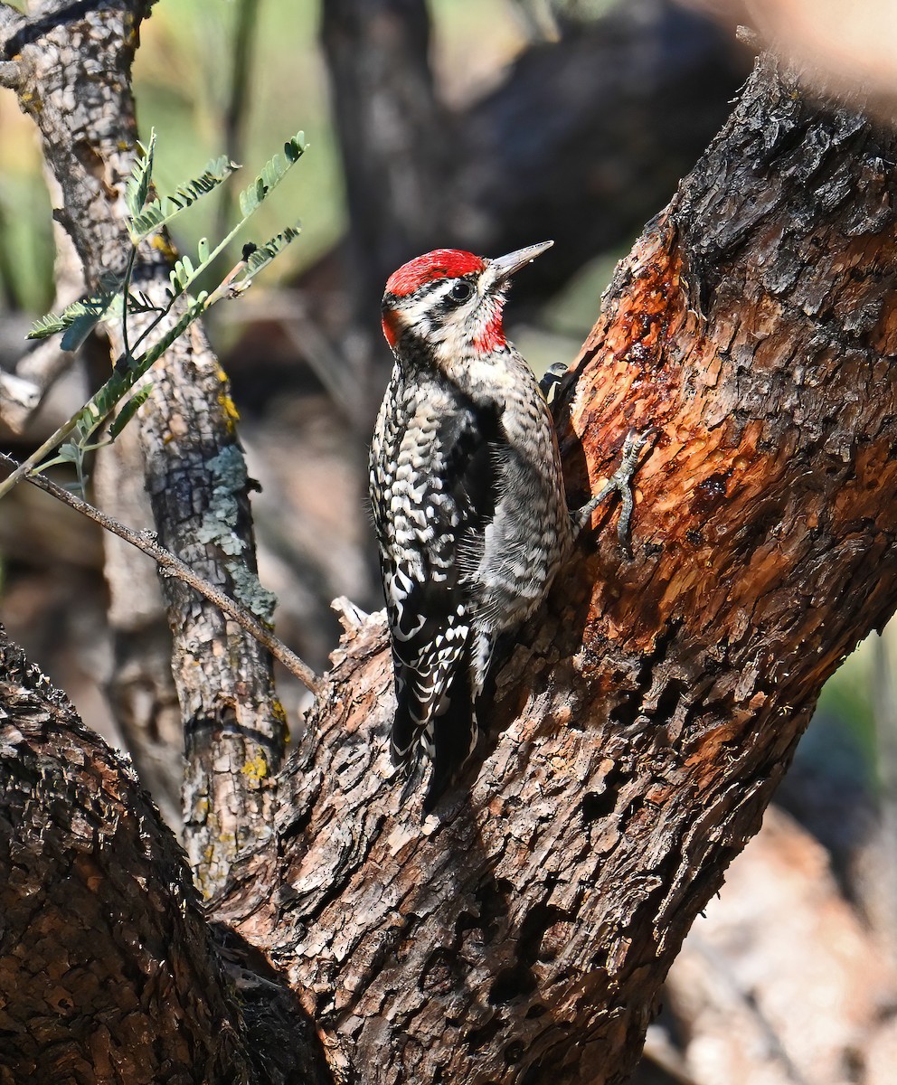 Red-naped Sapsucker - ML646370269