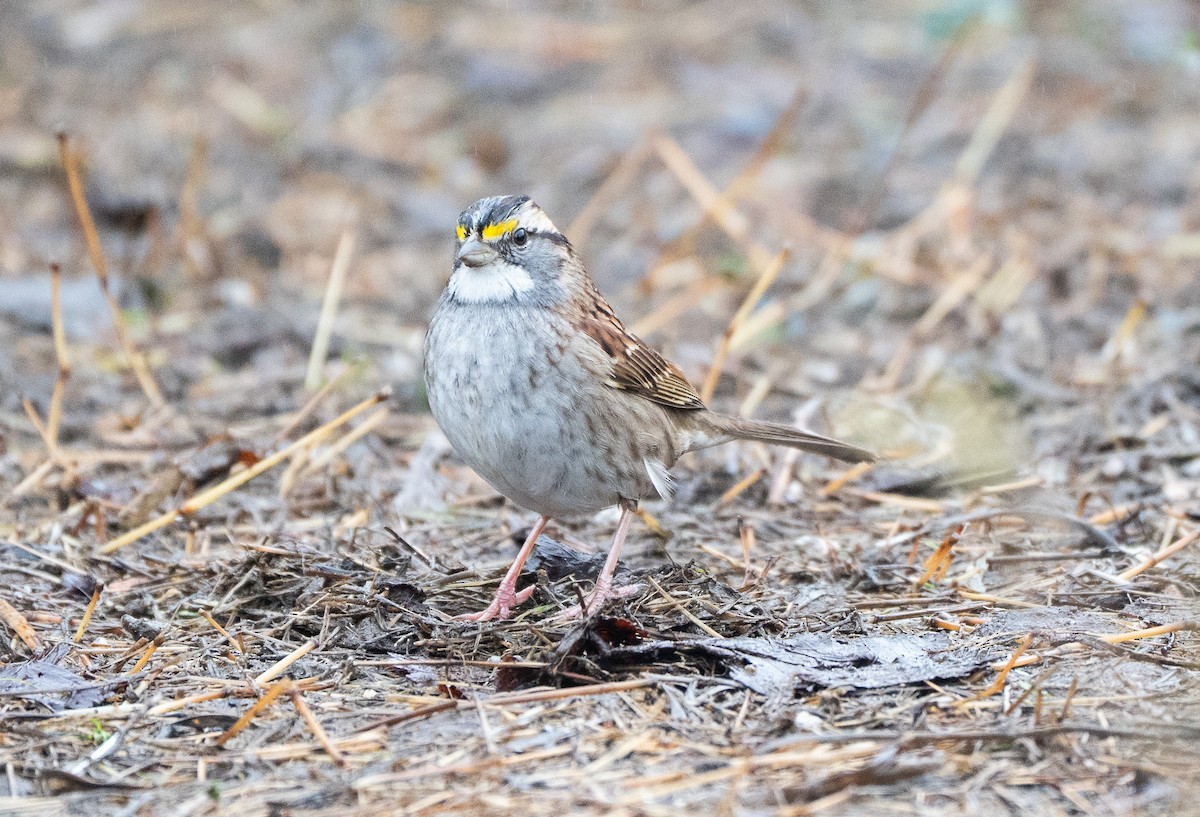 גיבתונית לבנת-גרון - ML646370270
