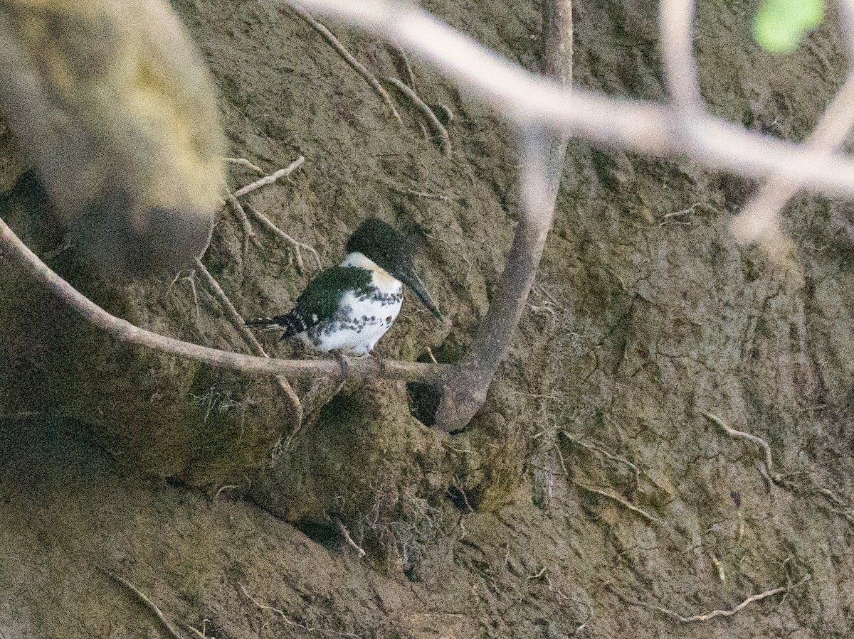 Green Kingfisher - ML646370283