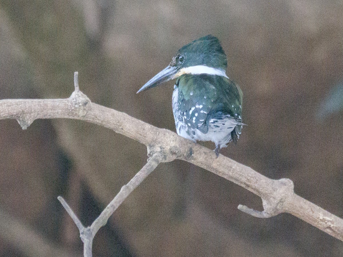 Green Kingfisher - ML646370285