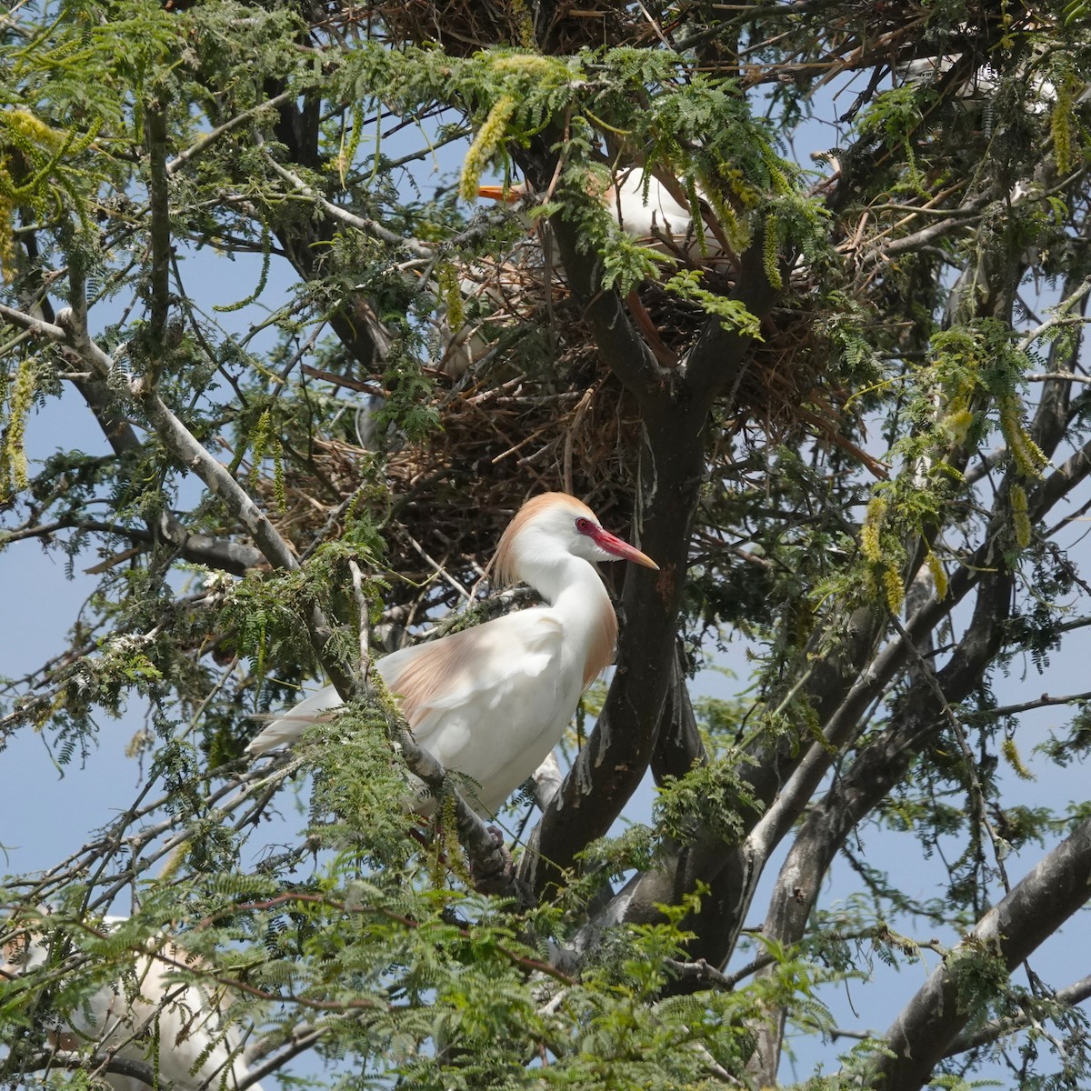 Western Cattle-Egret - ML646370292
