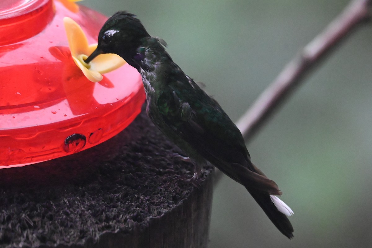 Purple-bibbed Whitetip - ML646370293