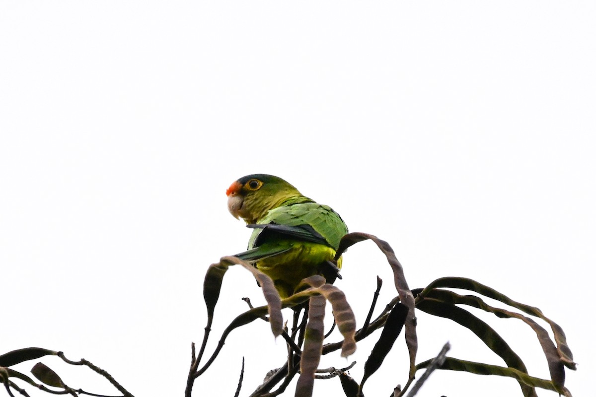 メキシコインコ - ML646370295