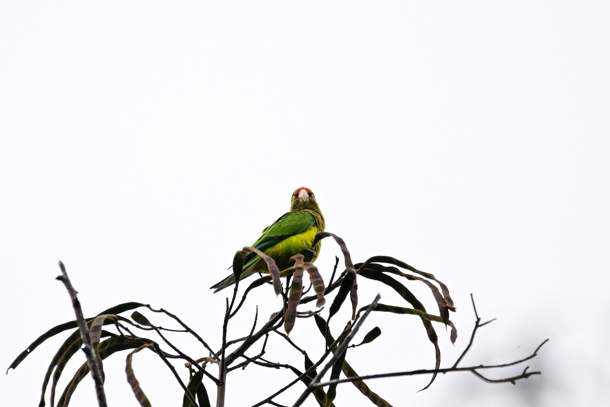 メキシコインコ - ML646370296