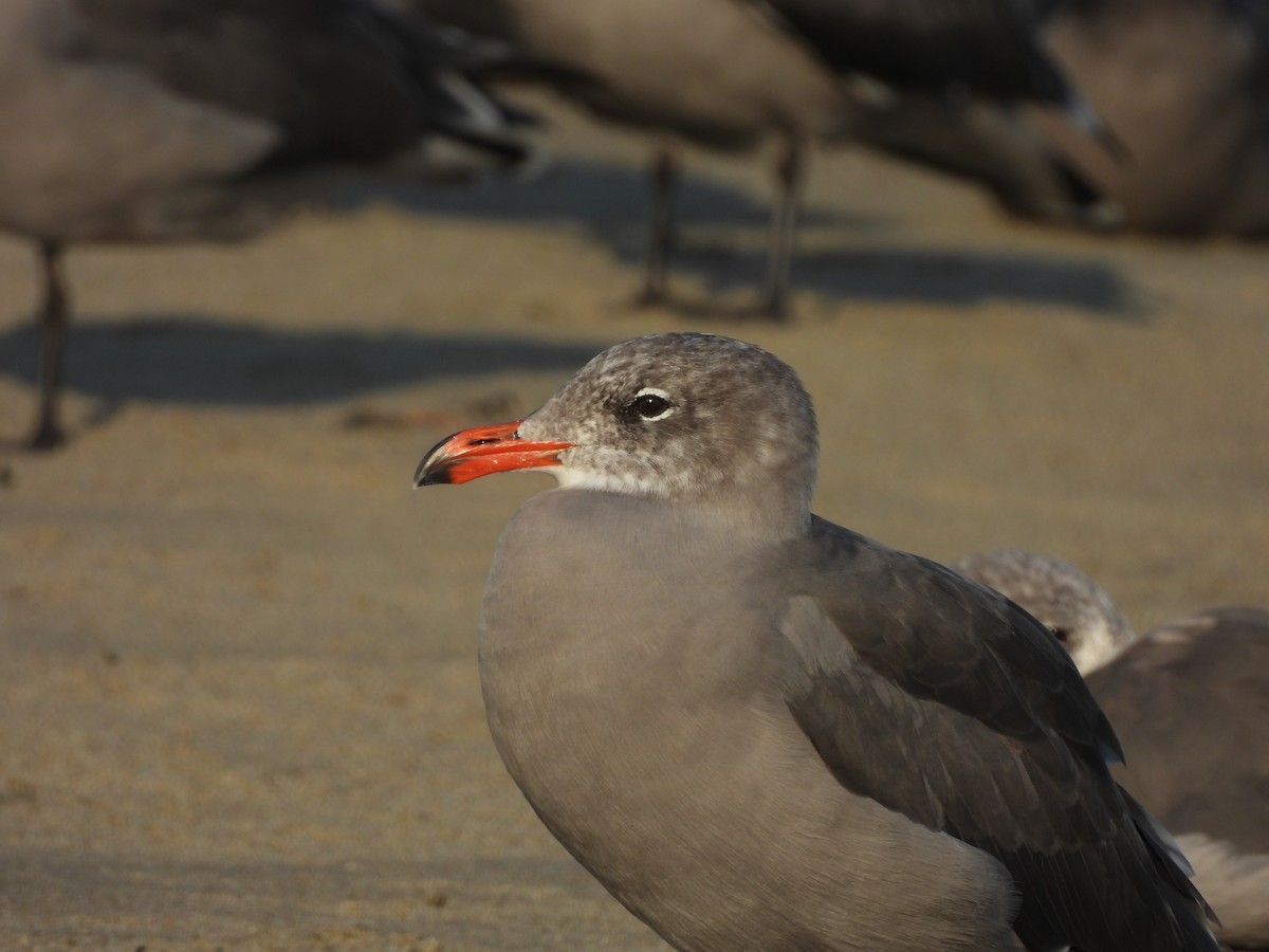 Heermann's Gull - ML646370300