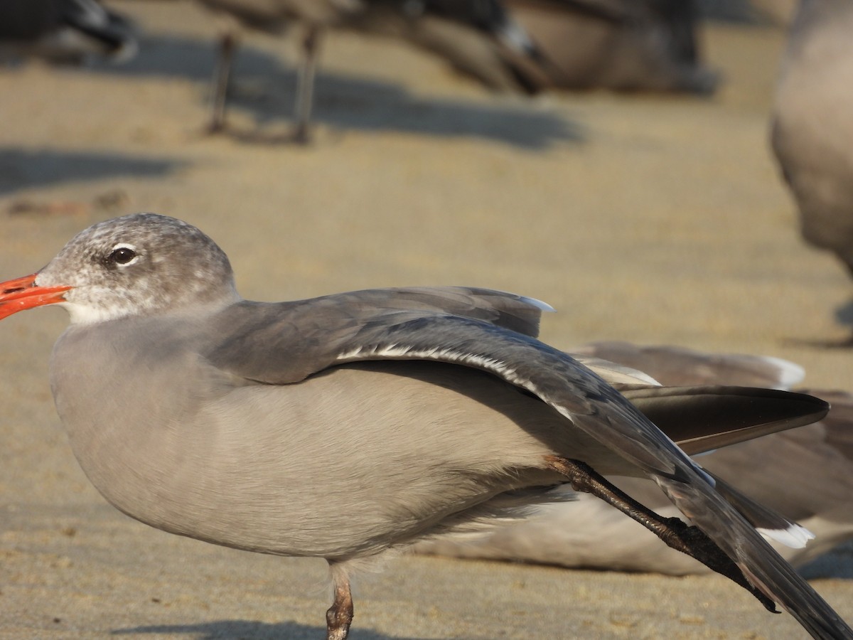 Heermann's Gull - ML646370301