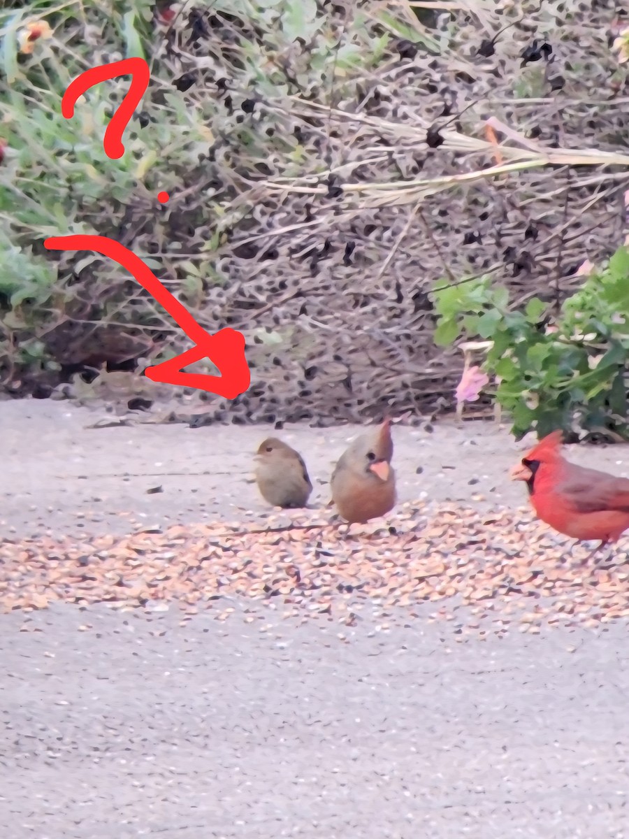 Indigo Bunting - ML646370302