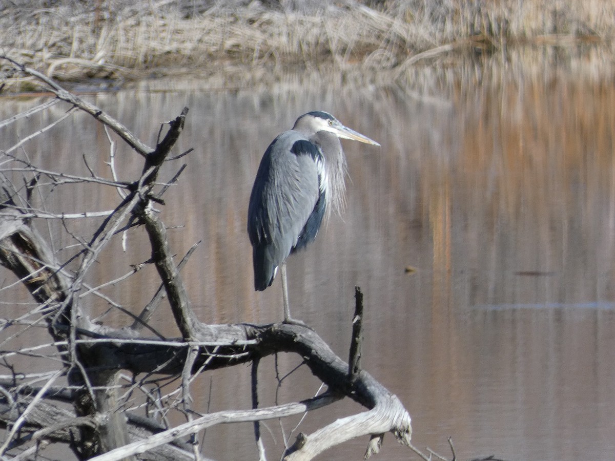 Great Blue Heron - ML646370307