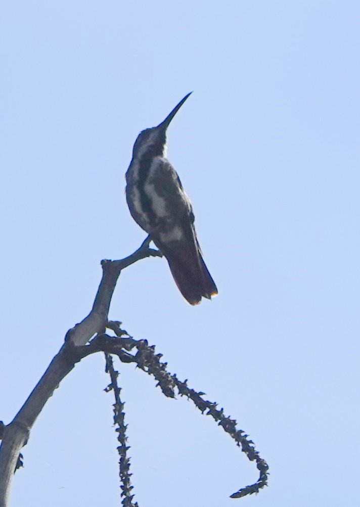 Mango Gorjinegro - ML646370309