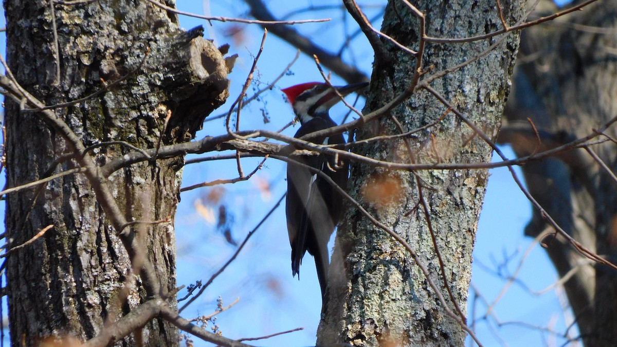 Picamaderos Norteamericano - ML646370313