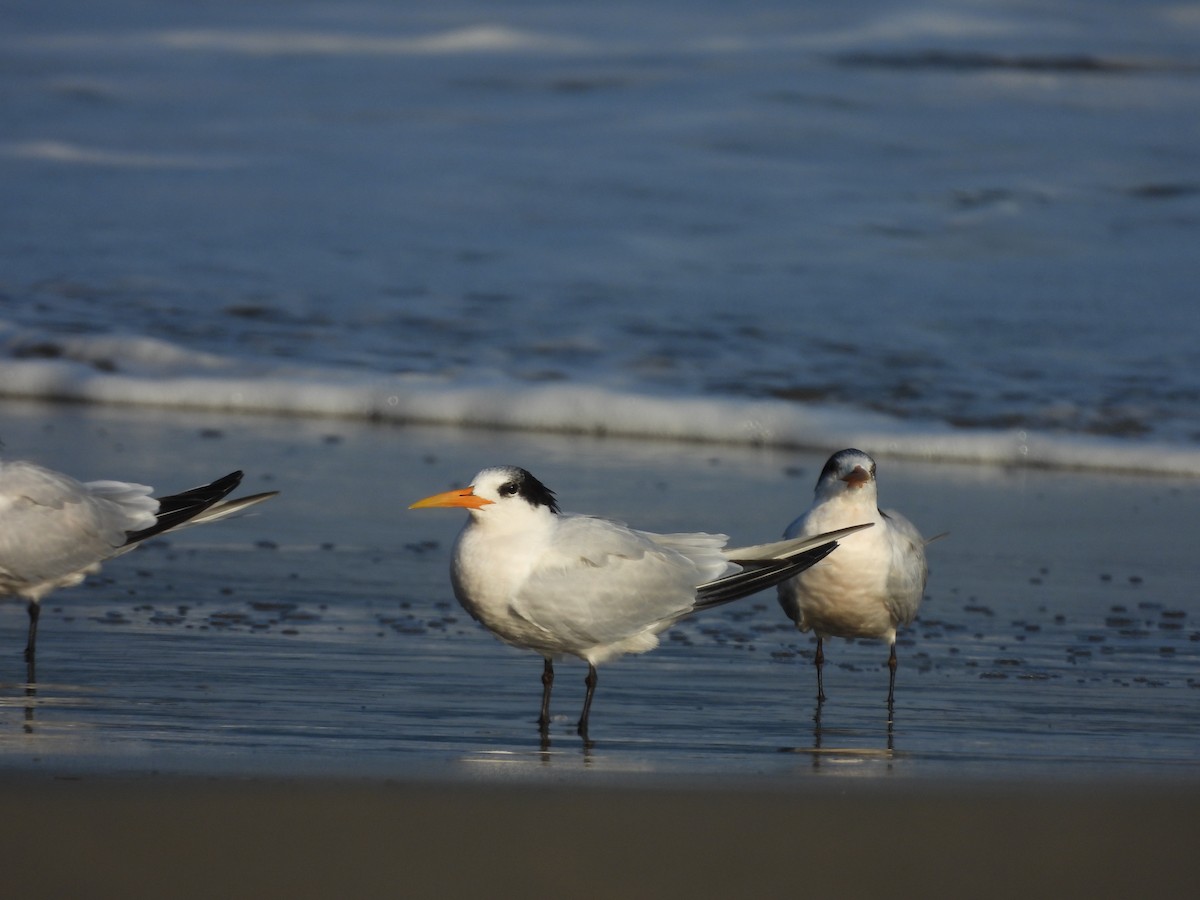 Charrán Elegante - ML646370317