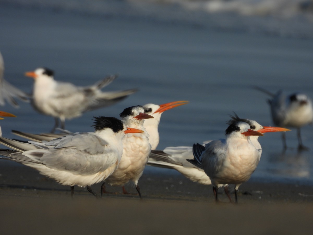 Charrán Elegante - ML646370318