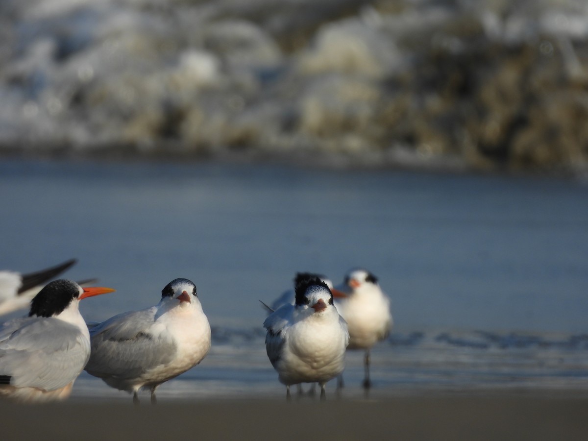 Charrán Elegante - ML646370319