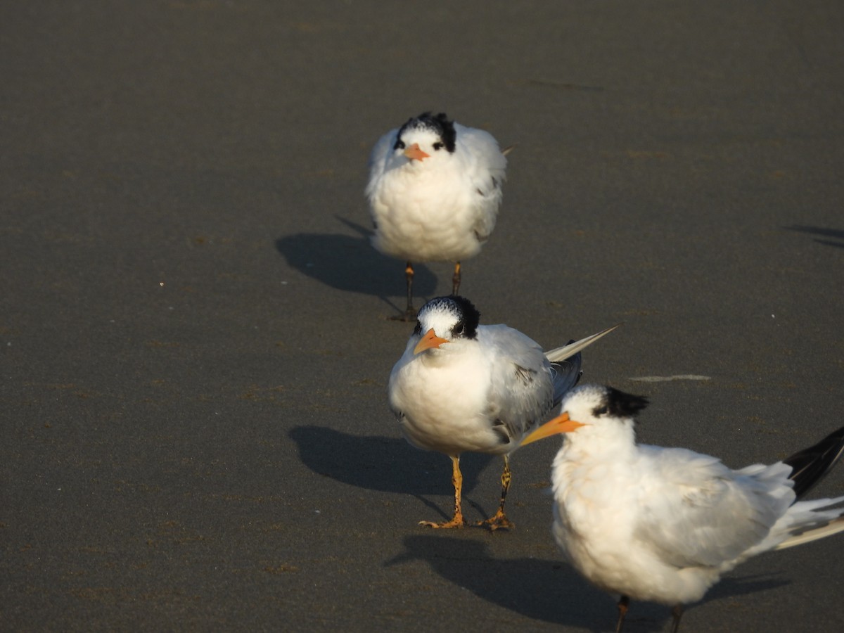 Charrán Elegante - ML646370320