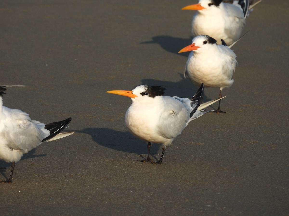 Charrán Elegante - ML646370321