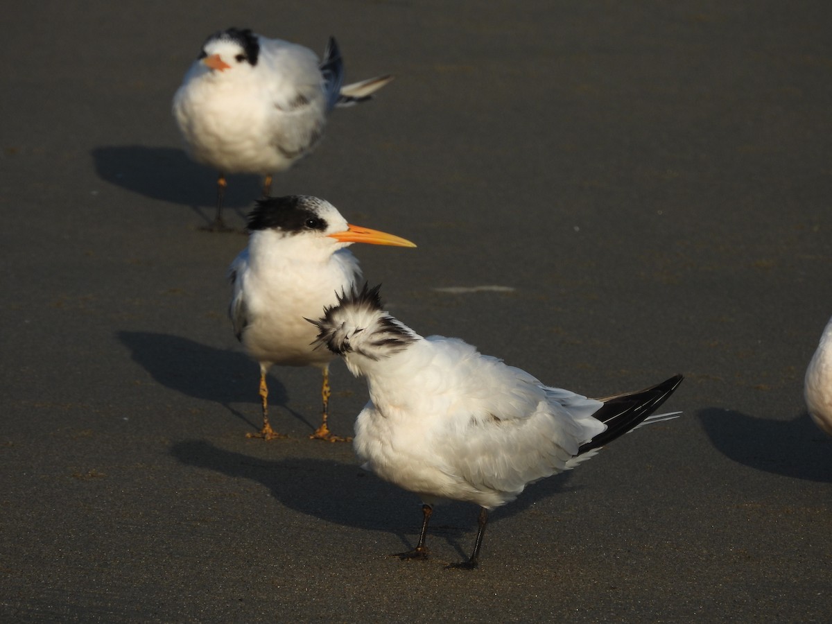 Charrán Elegante - ML646370322