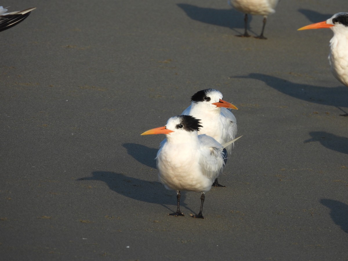 Charrán Elegante - ML646370323