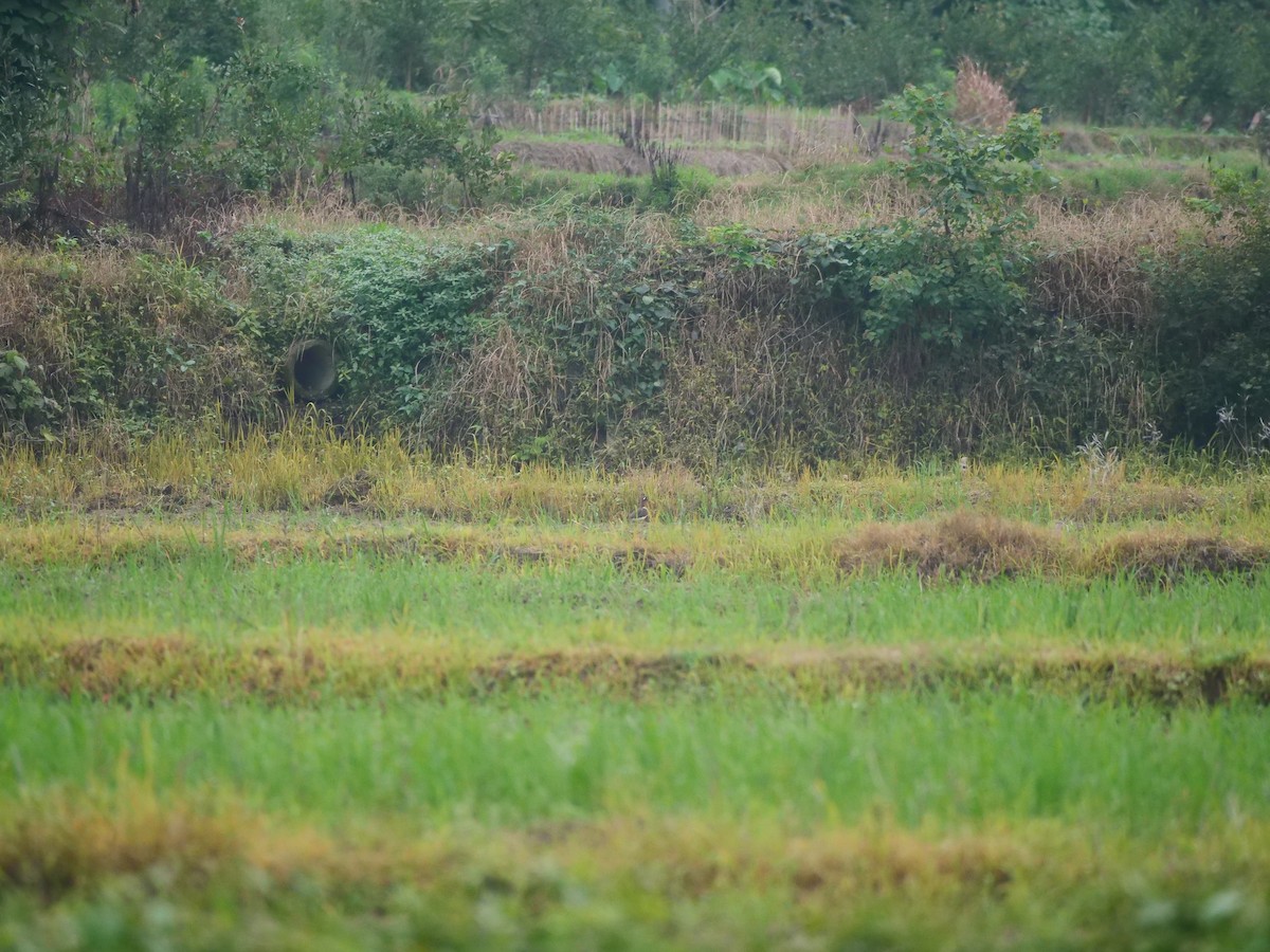 Aguatero Bengalí - ML646370324