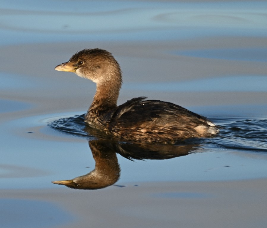 Zampullín Picogrueso - ML646370326