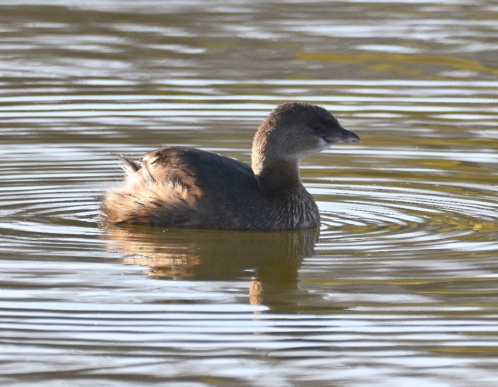 Zampullín Picogrueso - ML646370327