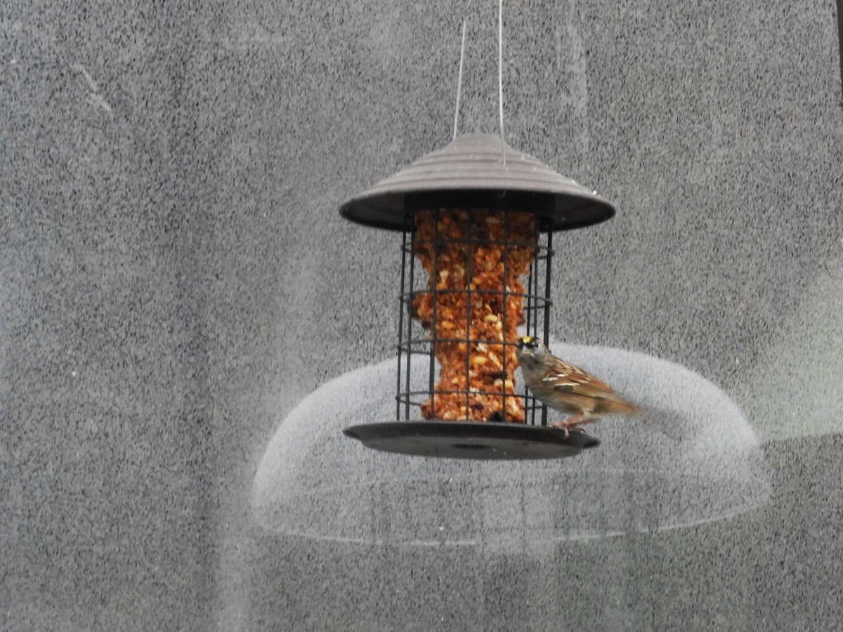 Chingolo Coronidorado - ML646370328