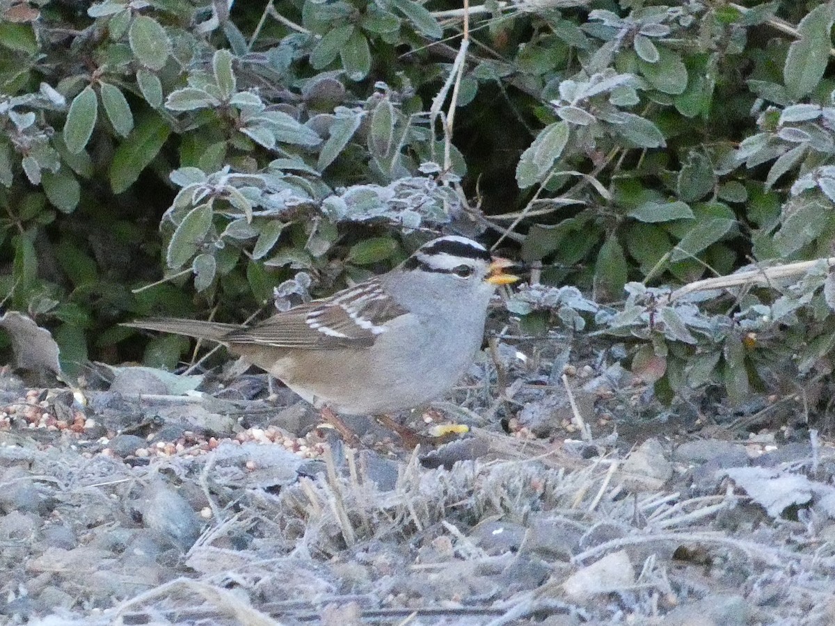 Chingolo Coroniblanco - ML646370329