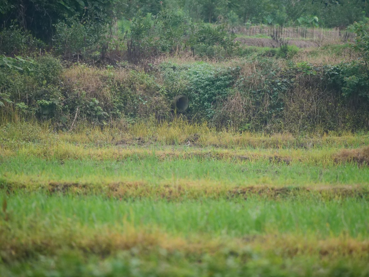 Aguatero Bengalí - ML646370330