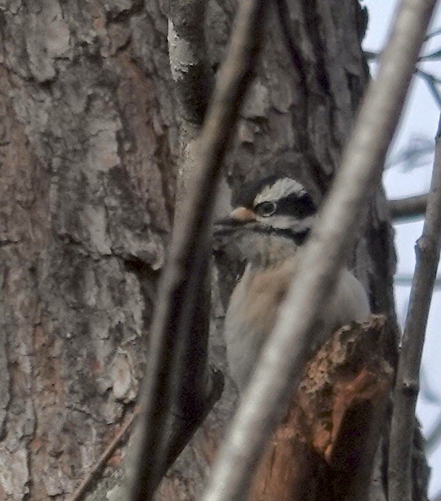 Pico Pubescente - ML646370331