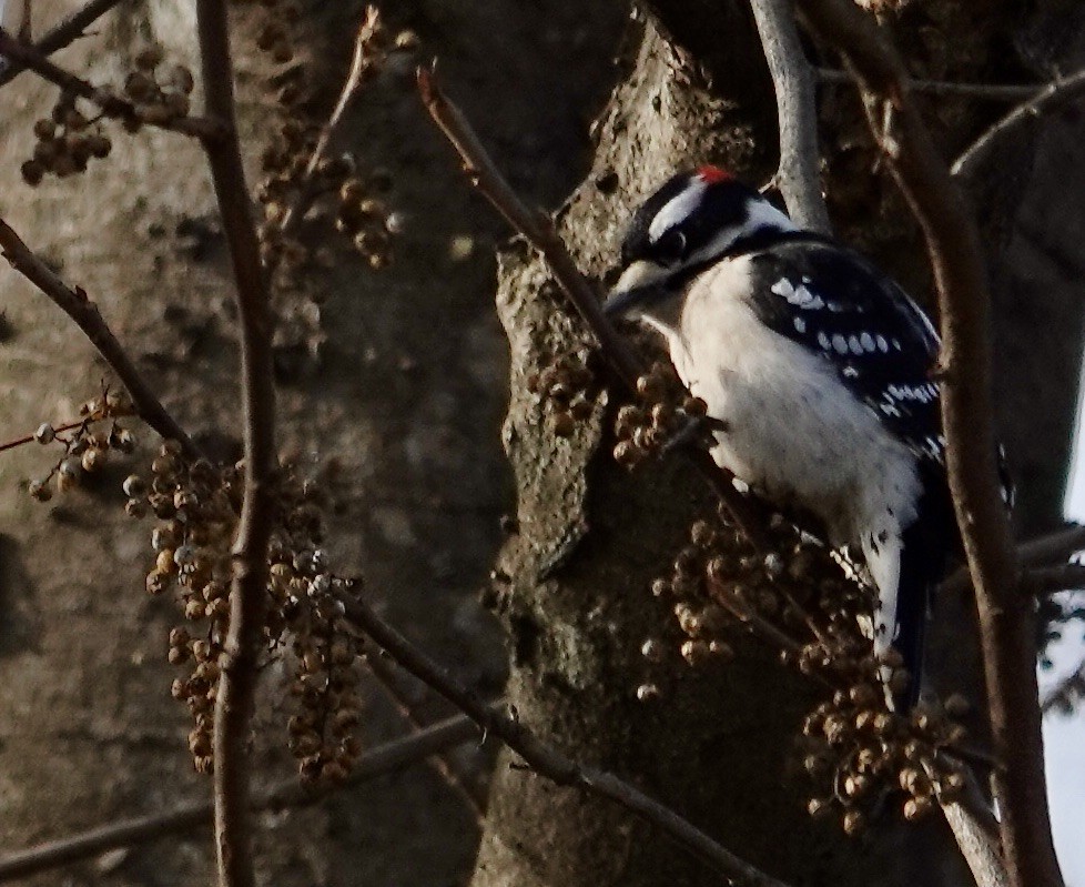 Pico Pubescente - ML646370332