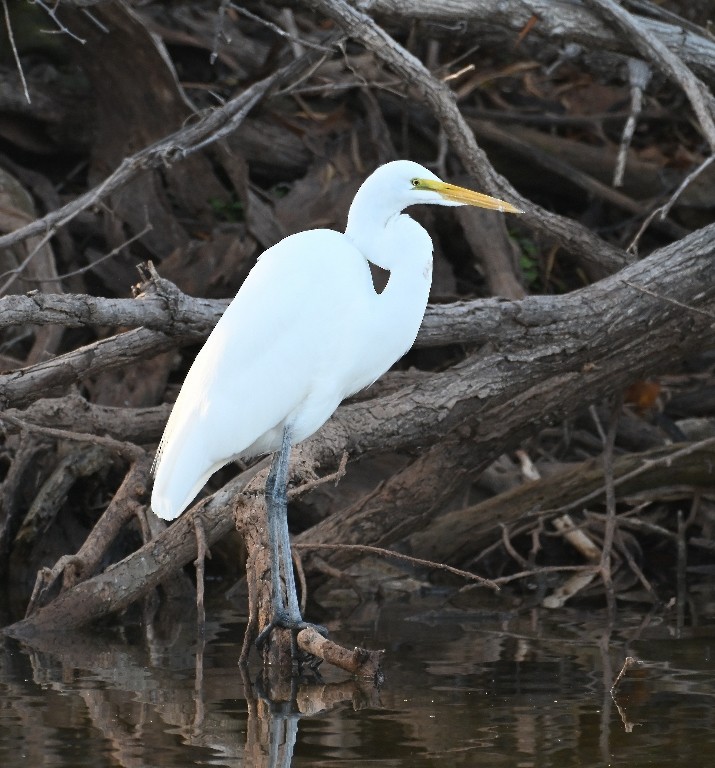 Garceta Grande - ML646370333