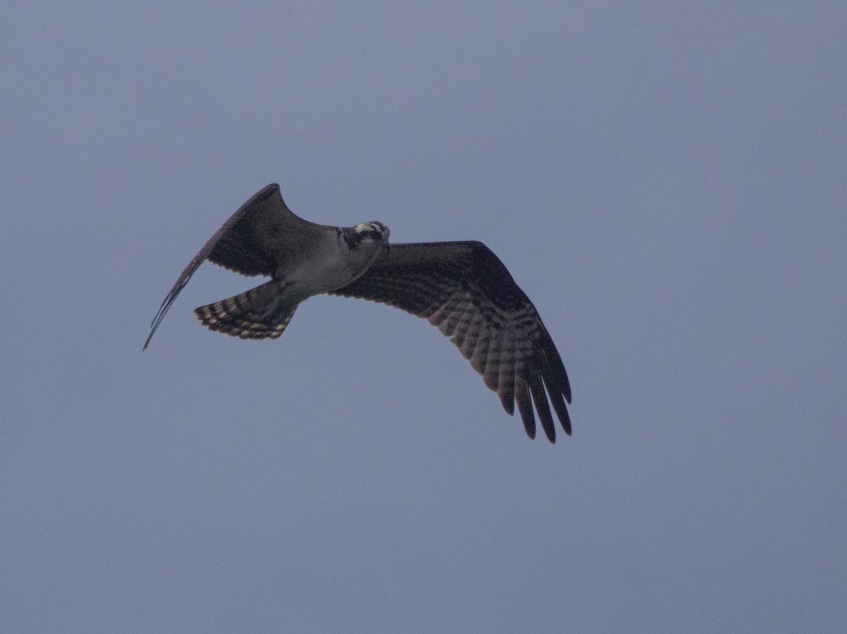 Águila Pescadora - ML646370334